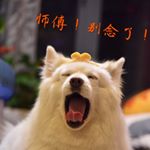 Profile Picture of Joyce Shao (@1313b) on Instagram