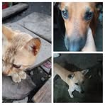 Profile Picture of Nestor Abad Dizon (@Nestor-Abad-Dizon) on Facebook