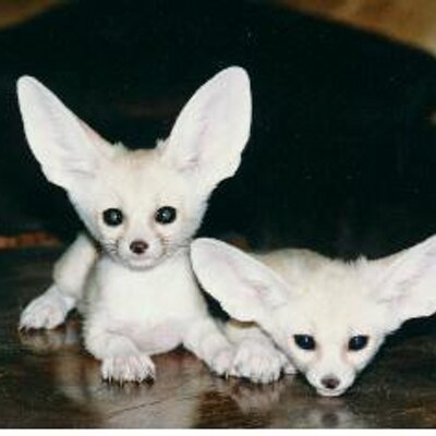 Profile Picture of Kendall Emery (@DAFFYdoofy) on Twitter