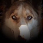 Profile Picture of Caesar Francis-Kelly (@caesarthesiberianhusky) on Instagram