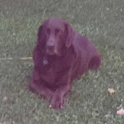 Profile Picture of Brian Bulger (@ldavs045) on Twitter