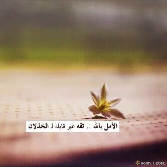 Profile Picture of ABDEL RASHED MOHAMED (@ABDELRASHEDMOH1) on Twitter