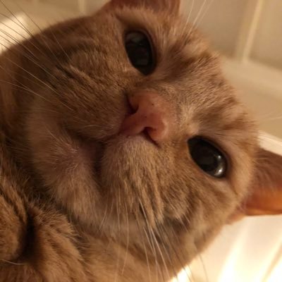 Profile Picture of KCB (@CarnegieKate) on Twitter