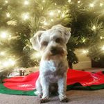 Profile Picture of Bennie The Yorkie Prince (@bennieyorkie) on Instagram