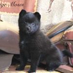 Profile Picture of Paige Moses (@pomskypaigemoses) on Instagram