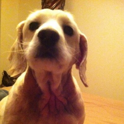 Michael - Twitter Profile Picture of Michael (@Tortorici1Torch) on Twitter