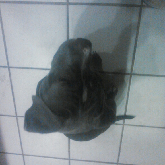 Profile Picture of Jason Burney (@_pitbull_) on Poshmark