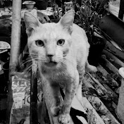 Profile Picture of Im Son (@Imson9) on Youtube