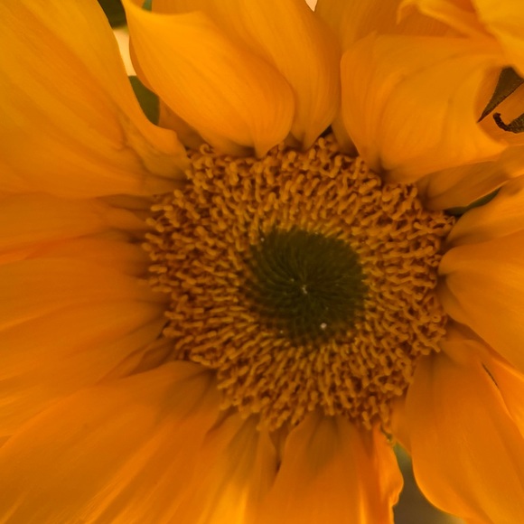 Profile Picture of Debbie Flusser (@unbeelievable) on Poshmark