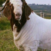 Profile Picture of Rogelio Marquez (@rogeliomarquez7244) on Youtube