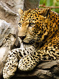 Profile Picture of Javan leopardon Wikipedia