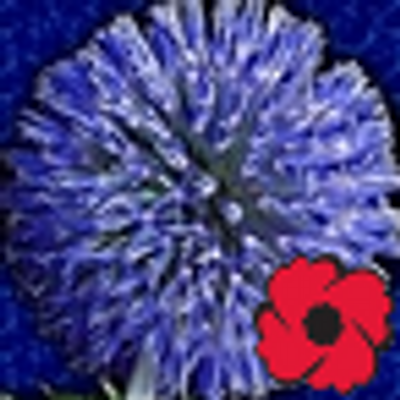 Profile Picture of Blue Thistle Media (@Blue_Thistle) on Twitter