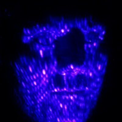 Profile Picture of James Keswick (@tiMusil) on Twitter