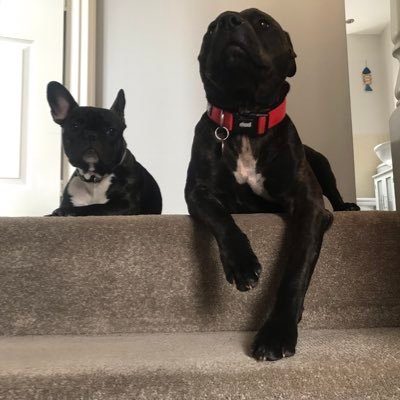 Profile Picture of Minnie - Pig & Cooper Bailey (@SaranneBailey) on Twitter