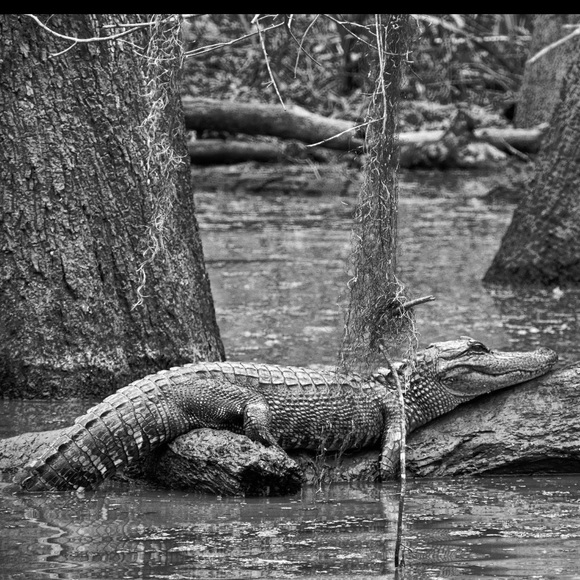 Profile Picture of Danyel Foreman (@airbornecajun) on Poshmark