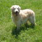 Profile Picture of Dave Bowen (@benddover) on Pinterest