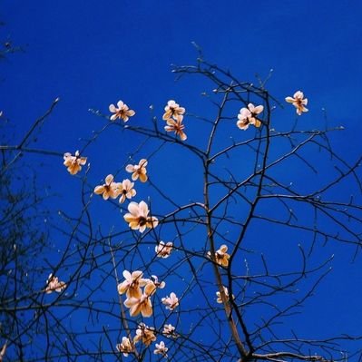 Profile Picture of Van Kim (@Vankim17241635) on Twitter