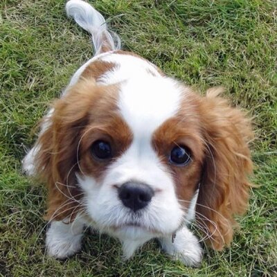 Profile Picture of William D. Crothers (@WmCrothers) on Twitter