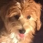 Profile Picture of Sharon Schroeder (@sharonlea22246) on Instagram