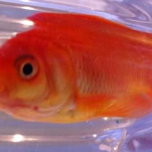 Profile Picture of Lori Wiertosogłopa (@Lori-Wiertosog&) on Facebook