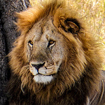 Profile Picture of Ichattha1 (@ichattha1) on Flickr