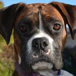 Profile Picture of Robert Aikin (@grezzybob) on Instagram