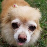 Profile Picture of Shawna Hodges (@joyfulpets064) on Instagram