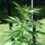 Profile Picture of Jonathan Goudeau (@john_deau) on Instagram