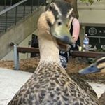 Profile Picture of Thomas Sandor (@thomas.sandor.923) on Instagram