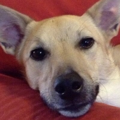 Profile Picture of William Wagner (@PepelequiTara) on Twitter