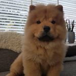 Profile Picture of JAMES#chowchow#lion#bear🐶🦁 (@chowchow_james) on Instagram