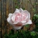 Profile Picture of Anne Calhoun (@atcalhoun1320) on Instagram