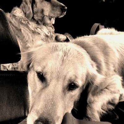 Profile Picture of Bill Morrison (@wsmorrison4) on Twitter