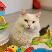 Alex Spinelli - Youtube Profile Picture of Alex Spinelli (@alexspinelli9818) on Youtube