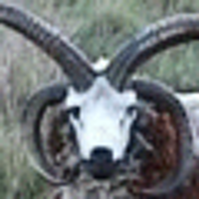 Profile Picture of Sander Romeijn (@Retodon8) on Twitter