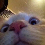 Profile Picture of Kim Cat (@kimcat9952) on Youtube