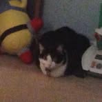 Profile Picture of Christopher Frangos (@Christopher-Frangos) on Facebook