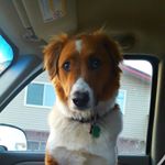 Profile Picture of Scott Downie (@bubbadogdownie) on Instagram