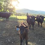 Profile Picture of Bill Cahill (@wildwestbill) on Instagram