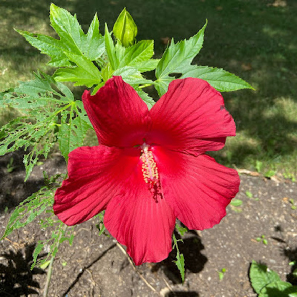 Profile Picture of Roberta Frost (@roberfro) on Poshmark