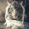 Profile Picture of Carlos Canepa (@@ccanepac) on Tiktok