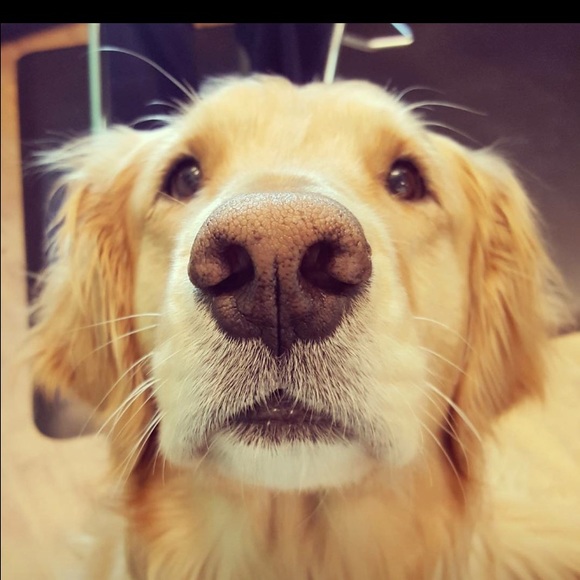 Profile Picture of Kasey Mazzone (@kaseymazzone) on Poshmark