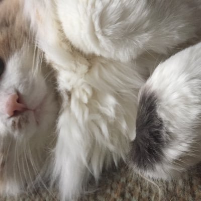 Profile Picture of Shannon Farrell (@s_farr) on Twitter