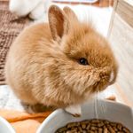 Joey Coelhinho | Rotina de cuidados | Família - Instagram Profile Picture of Joey Coelhinho | Rotina de cuidados | Família (@littlebunnyjoey) on Instagram