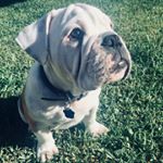 Profile Picture of Cruz Leo Cox (@minibulldog_cruz) on Instagram