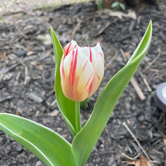 Profile Picture of Ashleigh Boogaerts (@a_boogaerts) on Poshmark