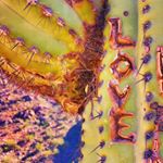 Profile Picture of jAmes tOmaselli (@therealjamesbones) on Instagram