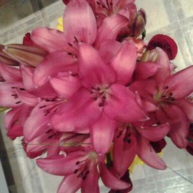 Profile Picture of Victoria Fischer (@vikkilu72) on Pinterest