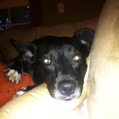 Profile Picture of Mike Dimeo (@dimeo_mike) on Twitter