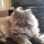 Profile Picture of Amelia McCormack (@ameliatattoos) on Instagram